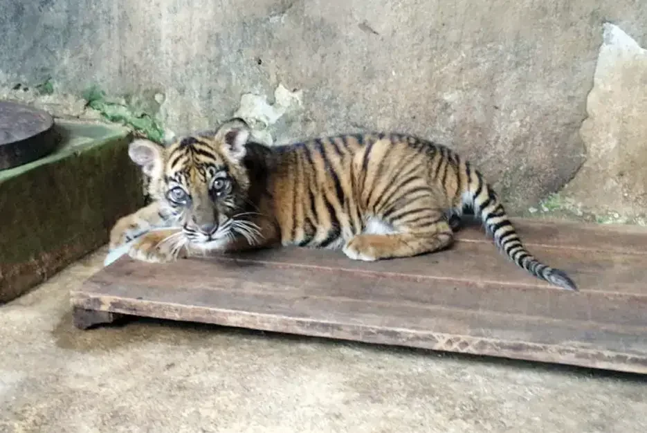 kabar sumbar terkini